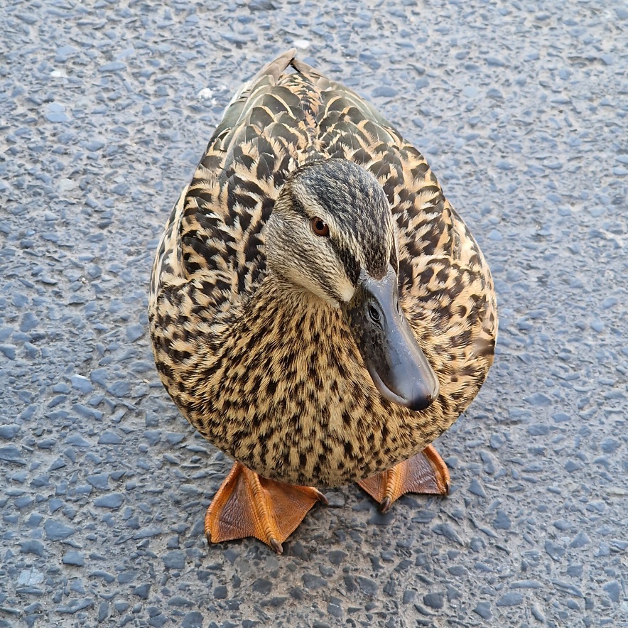  Petrol station duck