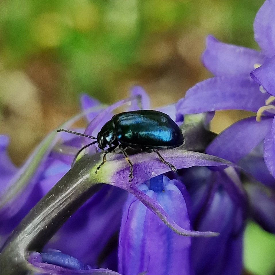 Blue shiny beetle