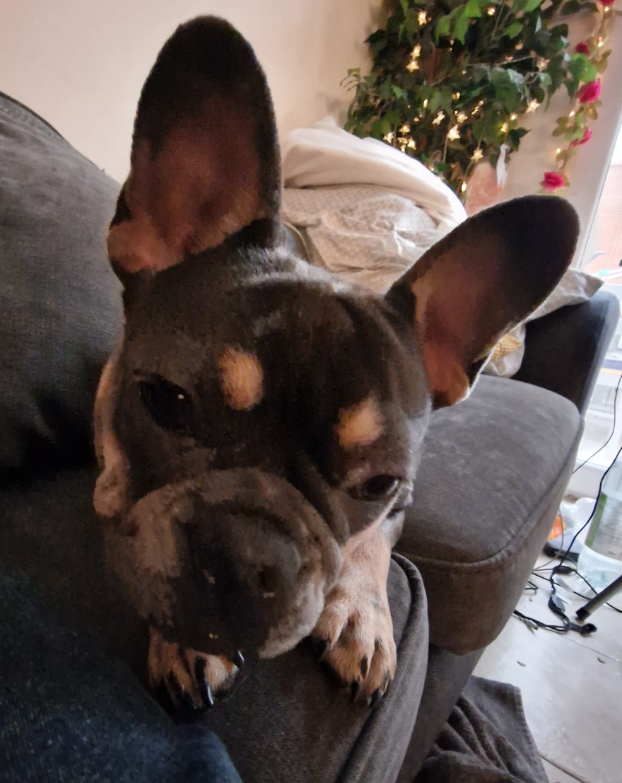 Roxie the Frenchie