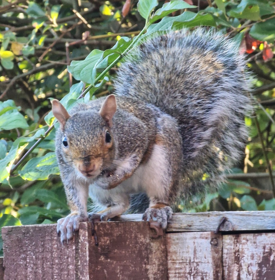 squirrel on the fence