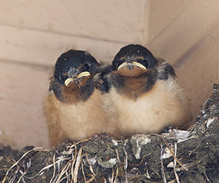 Fledge